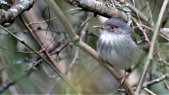 Hemitriccus margaritaceiventer