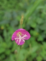 Oenothera rosea