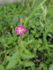 Oenothera rosea