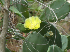 Opuntia stricta