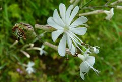 Silene italica