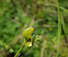 Crotalaria rotundifolia