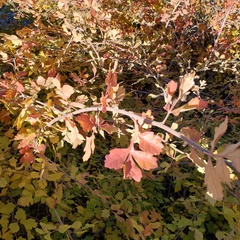 Physocarpus capitatus