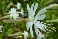 Silene italica
