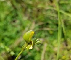 Crotalaria rotundifolia