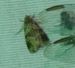 Cobubatha metaspilaris