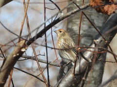 Carpodacus roseus