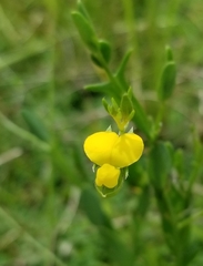 Crotalaria rotundifolia