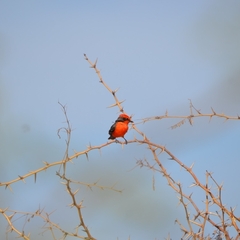 Pyrocephalus rubinus