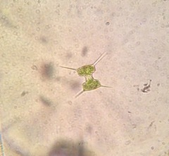 Staurodesmus extensus