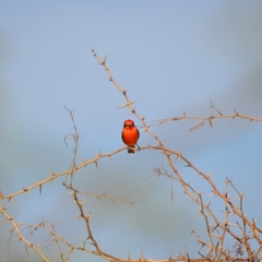 Pyrocephalus rubinus