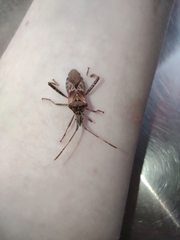 Leptoglossus clypealis