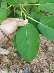 Ficus cotinifolia