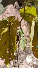 Solanum betaceum