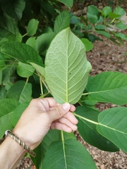 Ficus cotinifolia