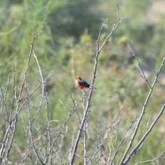 Pyrocephalus rubinus