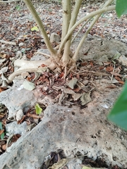 Ficus cotinifolia