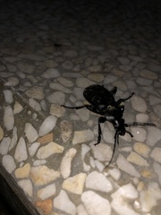 Carabus coriaceus