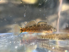 Etheostoma caeruleum