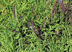 Salvia