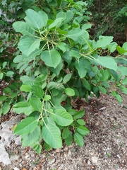 Ficus cotinifolia