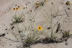 Thelesperma filifolium