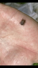 Nepomorpha