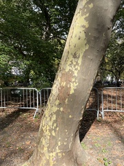 Platanus × hispanica