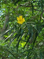 Cascabela thevetioides