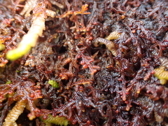 Frullania nisquallensis