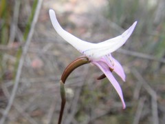 Disa bifida