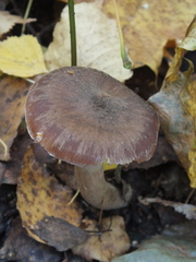 Armillaria cepistipes