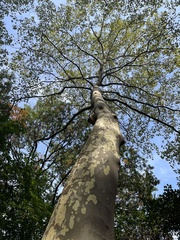Platanus × hispanica