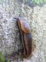 Arion hortensis
