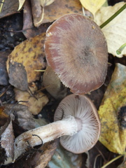 Armillaria cepistipes