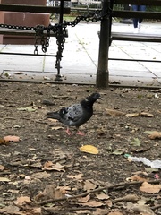 Columba livia domestica