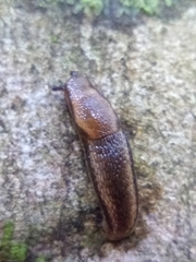 Arion hortensis