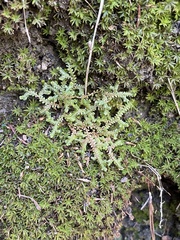 Selaginella denticulata