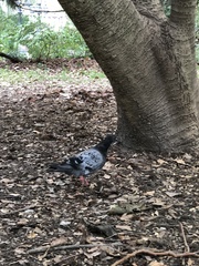 Columba livia domestica