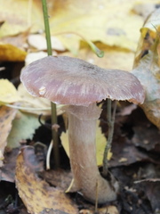 Armillaria cepistipes