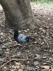 Columba livia domestica