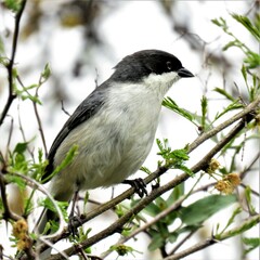 Microspingus melanoleucus