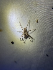Pisaurina