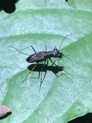 Cicindelinae