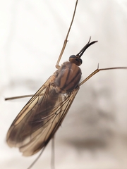 Keroplatus testaceus
