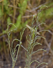 Symphyotrichum subulatum squamatum