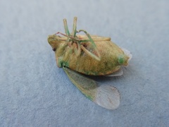 Thyanta pallidovirens