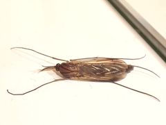 Keroplatus testaceus