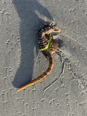 Hippocampus abdominalis