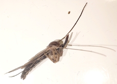 Keroplatus testaceus